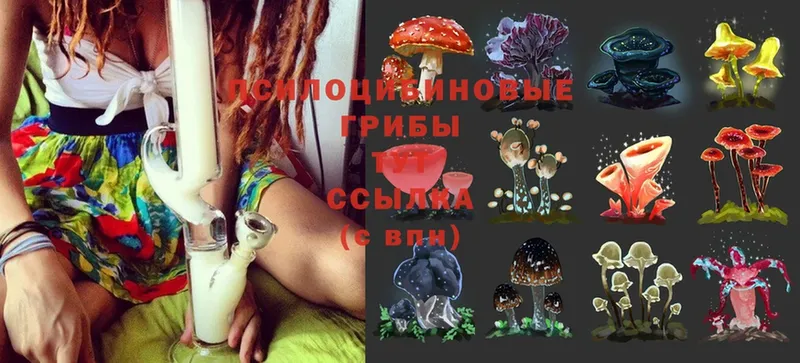 купить закладку  Мурманск  Псилоцибиновые грибы Cubensis 